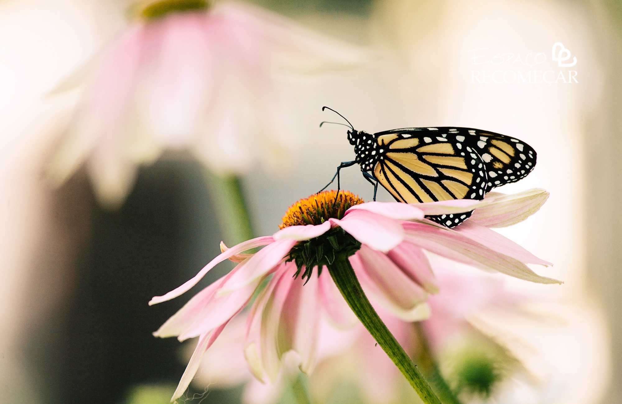 Sonhar com borboleta colorida: mensagens espirituais por cor e o que cada visão revela sonhar com borboleta colorida